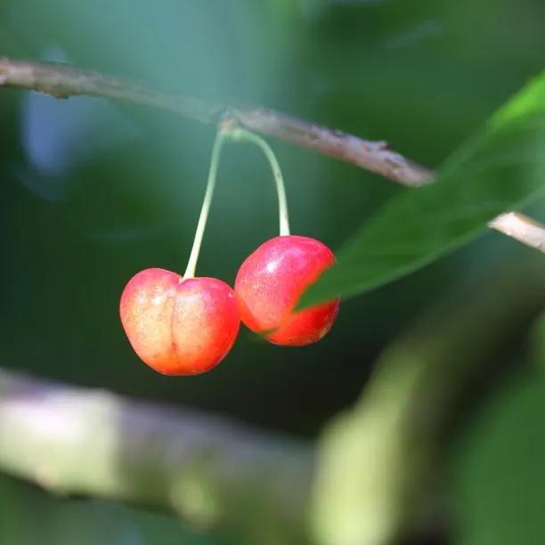 Amber Heart Cherry Tree (Prunus avium Amber Heart) 1